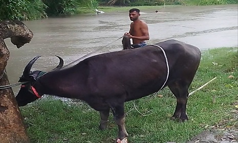 দেবহাটায় মহিষের আক্রমণে ৩ বছরের শিশুসহ আহত ৭ 