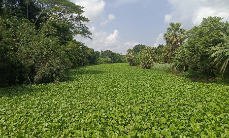 সালথার ঐতিহ্যবাহী কুমার নদ কচুরিপানায় নাব্য সংকটে