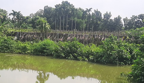আ. লীগ নেতার সমিতির টাকা ফেরত পেতে পানের বরজে কাজ বন্ধ করানোর অভিযোগ বিএনপি নেতার বিরুদ্ধে