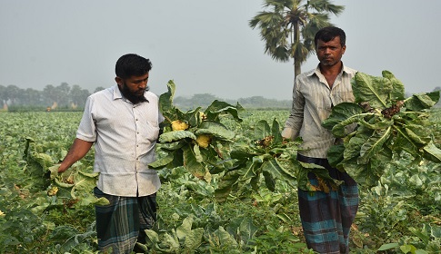 আগাম ফুলকপিতে পচন, মাঠেই নষ্ট হচ্ছে কৃষকের স্বপ্ন