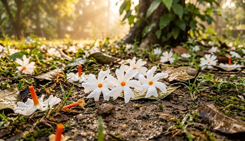 শিশির ভেজা ভোরে শিউলির রূপমাধুরী
