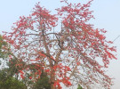 গৌরীপুরে মুগ্ধতা ছড়াচ্ছে শিমুল ফুলের রক্তিম আভা