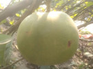 ফিলিপাইনের অলৌকিক ফল বোয়ালমারীতে