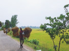 টাঙ্গাইলে ইরি-বোরোর বাম্পার ফলন