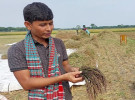 গৌরীপুরে কালোধানের বাম্পার ফলনে কৃষক সাদীর মুখে হাসি