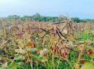 আমতলীতে মুগ ডালের বাম্পার ফলন 
