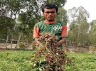 চরাঞ্চলে বাদাম চাষ করে কৃষকের মুখে হাসি