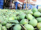 আমের দাম পাচ্ছেন না সাতক্ষীরার চাষীরা