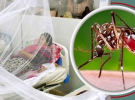 ডেঙ্গু আক্রান্ত হয়ে একদিনে হাসপাতালে ভর্তি ৬৭