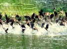 পরিযায়ী পাখিদের কলকাকলিতে মুখর নীলসাগর