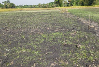 বিষ প্রয়োগে পেঁয়াজের এক বিঘা বীজতলা নষ্টের অভিযোগ