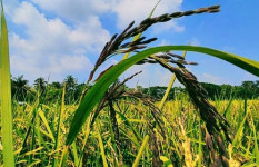 টাঙ্গাইলে পুষ্টিগুণ সমৃদ্ধ ‘ব্ল্যাক রাইস’ চাষে শিক্ষার্থী নাহিদের সাফল্য