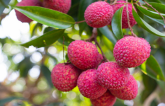 কাপাসিয়ায় লিচুর বাম্পার ফলন