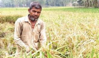 ব্রি ধান ২৮ এ ব্লাষ্টরোগ কৃষকের মাথায় হাত