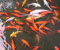 দিনাজপুরে উচ্চমূল্যের মাছ চাষে গড়ে উঠেছে ট্যাংক পল্লী
