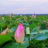 রণকাইলের পদ্ম ও শাপলার বিলে একদিন