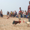 শ্যামনগরে মুণ্ডা সম্প্রদায়ের ঐতিহ্যবাহি মোরগ লড়াই