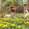 ফুলের ঘ্রাণে মাতোয়ারা ইদিলপুর