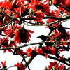 বসন্ত এলে