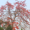 গৌরীপুরে মুগ্ধতা ছড়াচ্ছে শিমুল ফুলের রক্তিম আভা