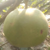 ফিলিপাইনের অলৌকিক ফল বোয়ালমারীতে