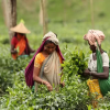 জাতীয় চা দিবস আজ