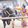গরু মোটাতাজা করে সফল গৃহবধূ সাগরী