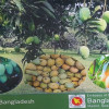 স্পেনসহ ৩ দেশ পেল বাংলাদেশের আম্রপালির স্বাদ