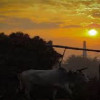 অঘ্রাণ