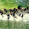 পরিযায়ী পাখিদের কলকাকলিতে মুখর নীলসাগর