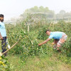 নড়াইলে দুই বন্ধুর বরই চাষে সফলতার গল্প