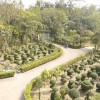 ‘গাছবাড়ি’র গল্প