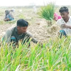 বাজার ধরতে অপরিপক্ব রসুন তুলছেন রাজবাড়ীর কৃষকরা