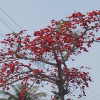 লাল শিমুল ফুলে প্রকৃতিতে যেন আগুন লেগেছে