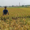 ধামরাইয়ে ইটভাটার বিষাক্ত ধোঁয়া ও গ্যাসের আগুনে পুড়ে গেছে কৃষকের ২০০ বিঘা জমির বোরো ধান