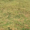 গোপালগঞ্জে কাল বৈশাখী ঝড় ও শিলা বৃষ্টিতে বোরো ধানসহ অন্য ফসলের ক্ষতি