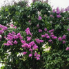টাঙ্গাইলের পথে পথে মুগ্ধতা ছড়াচ্ছে জারুল