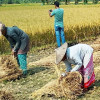 শ্রমিক সংকটে ধান কাটা নিয়ে শঙ্কিত নড়াইলের কৃষক