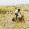 নড়াইলে বোরো ধানের বাম্পার ফলন