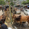 মহাসড়কের পাশে ২১৭ পশুর হাট ইজারা না দিতে নির্দেশনা