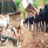 ছাগল ও  মুরগির খামার করে স্বাবলম্বী কাপ্তাইয়ের সাজাই উ মারমা