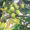 রাজশাহীতে আম সংগ্রহ শুরু
