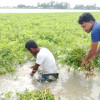 তিস্তার পানিতে ফের তলিয়ে গেছে বাদামসহ রবিশষ্য