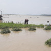 কুড়িগ্রামে বৃষ্টি-বন্যাতে ৩ কোটি ২৬ লাখ টাকার কৃষি ফসলের ক্ষয়ক্ষতি