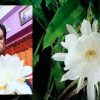 অধ্যাপকের ছাদ বাগানে রাতের অতিথি ‘নাইট কুইন’ 