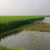 বৃষ্টির পানিতে পচন ধরেছে পাটের গোড়া, ক্ষতির মুখে পাট চাষিরা 