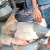 পদ্মায় ধরা পড়লো ৪২ কেজির বিশাল বাঘাইড়, দাম ৬২ হাজার টাকা