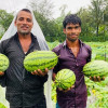 <p>সুবর্ণচরে বর্ষাকালেও তরমুজের বাম্পার ফলন</p>