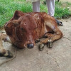 ল্যাম্পি স্কিনে বিপর্যস্ত রাজবাড়ীর খামারিরা