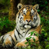 সুন্দরবনে আবার বাঘ বাড়ছে